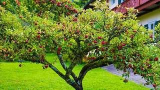 Apfelbaum im Garten.  - Foto: olaser / iStock