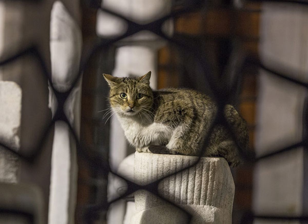 Neue Aufgabe für Katzenopa macht ihn zum glücklichsten Kater der Welt
