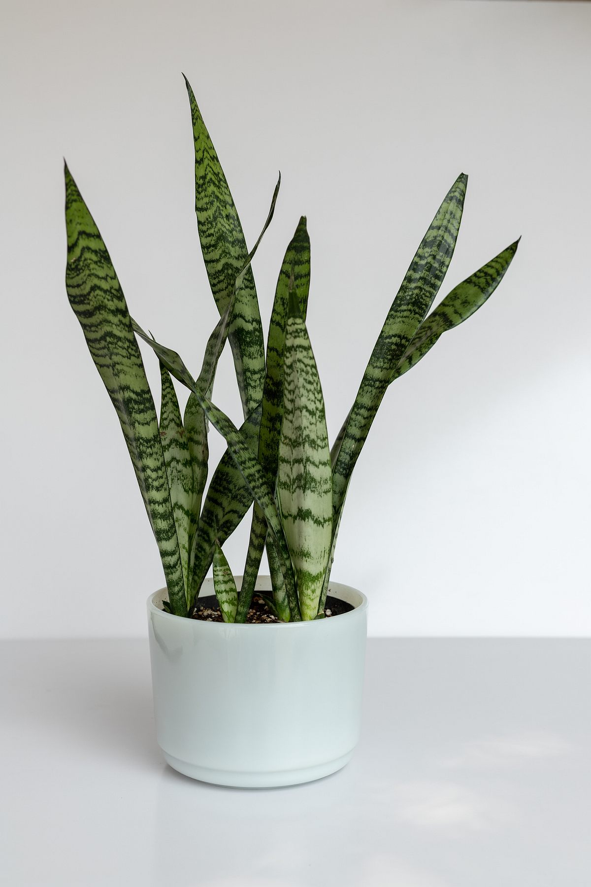 sansevieria-zeylanica