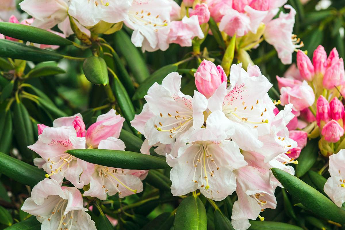 Nahaufnahme von den Blüten einer indischen Azalee 