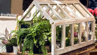 Pflanzen wachsen in einem Indoor Gewächshaus. - Foto: iStock/ kemirada