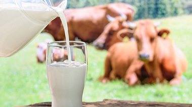 Ist Milch ungesund? 7 Fragen & Antworten im Check - Foto: WDnet / iStock