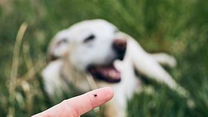 Hund mit Zecke - Foto: iStock/Chalabala