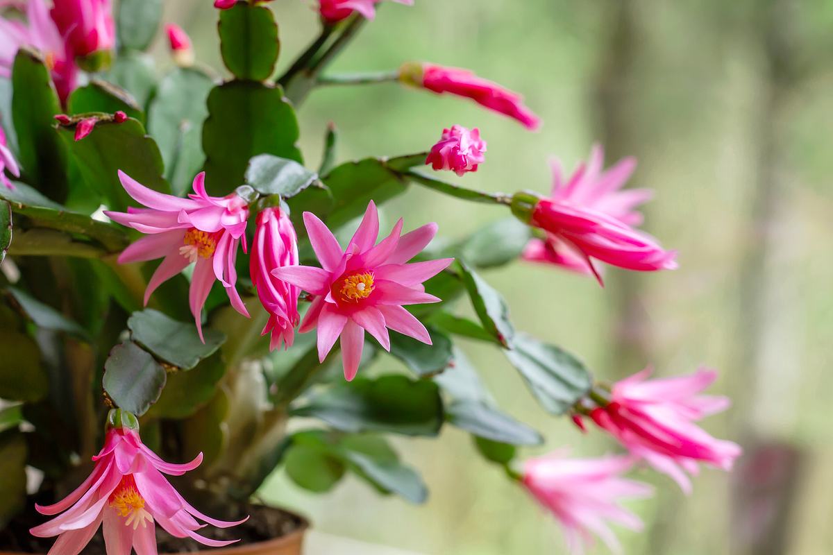 Rosa Blüten eines Osterkaktus