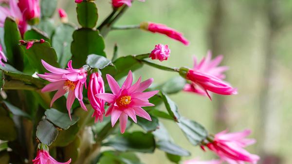 Rosa Blüten eines Osterkaktus - Foto: iStock / jessicahyde