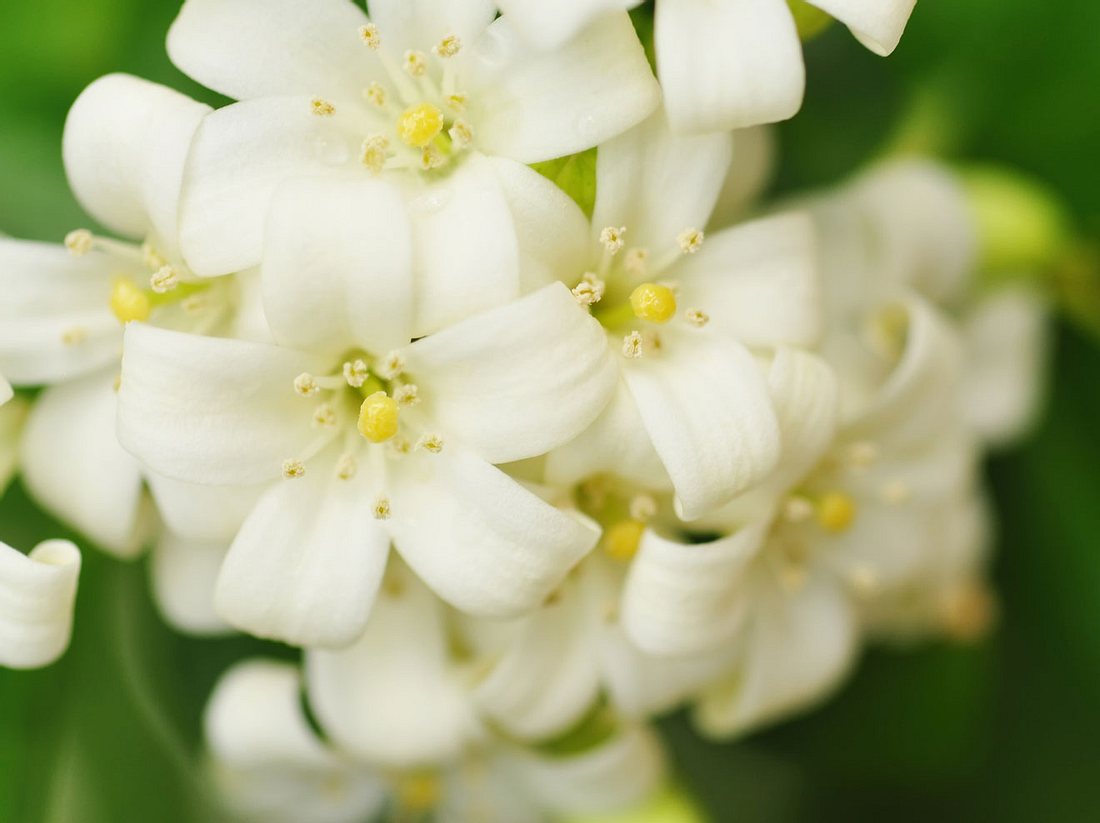 Jasmin pflanzen und pflegen Jasmin pflanzen und pflegen