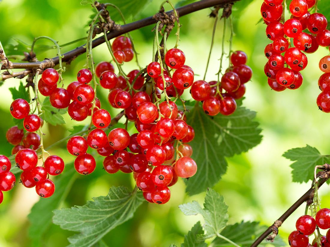 Johannisbeeren Pflanzen Pflegen Und Ernten Liebenswert Magazin