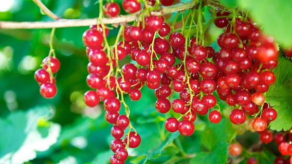 Johannisbeeren.  - Foto: LisaValder / iStock