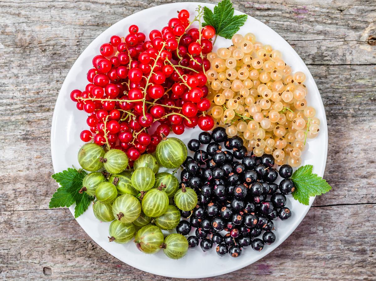 Johannisbeeren gibt es in rot, weiß und schwarz. Sie sind eng mit der Stachelbeere verwandt.