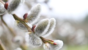 Kätchenweide pflanzen, pflegen, schneiden. - Foto: ands456 / iStock