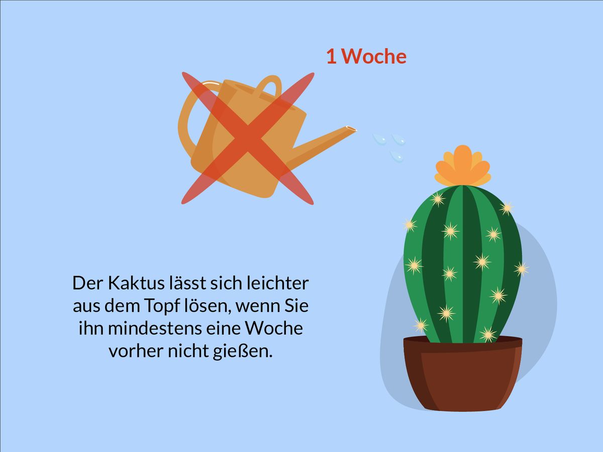 Kaktus nicht gießen