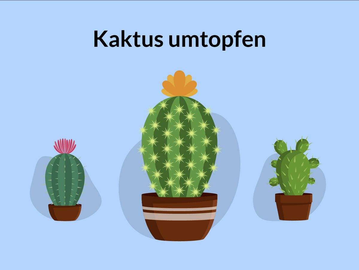 Kaktus umtopfen
