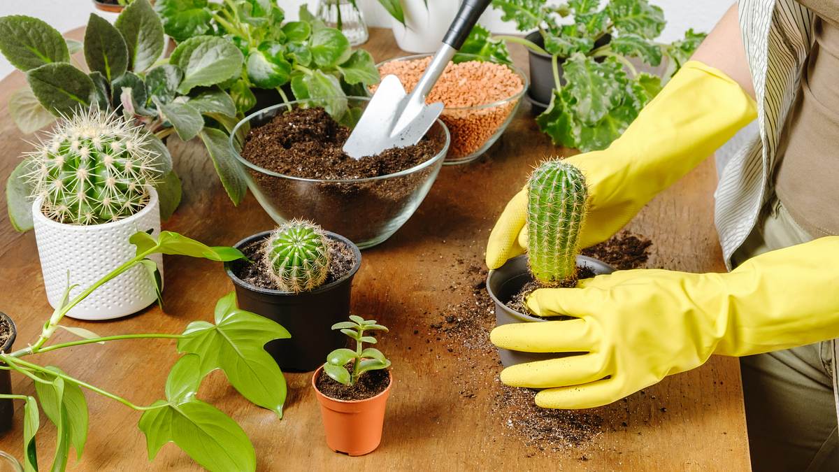 Kaktus wird mit gelben Handschuhen umgetopft