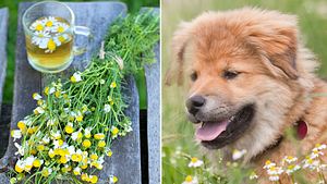 Kamillentee für Hunde: So setzen Sie ihn richtig ein