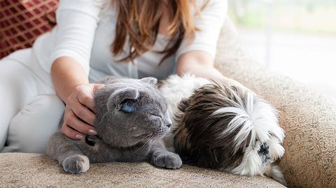 Kann mein Haustier mich anstecken? - Foto: Bradleyhebdon / iStock