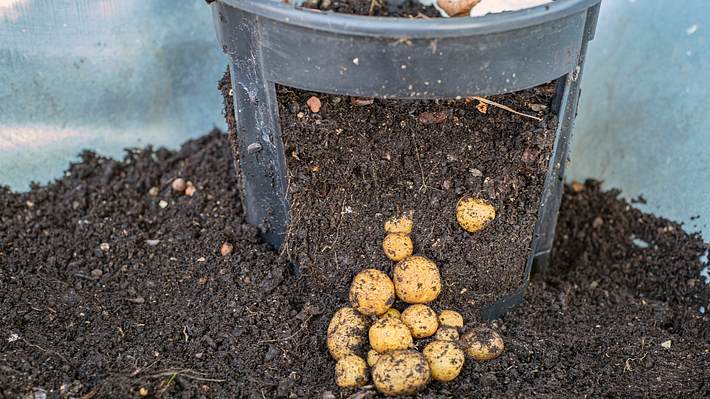 Kartoffeln die im Kübel angebaut wurden. - Foto: QwazzMe Photo / iStock