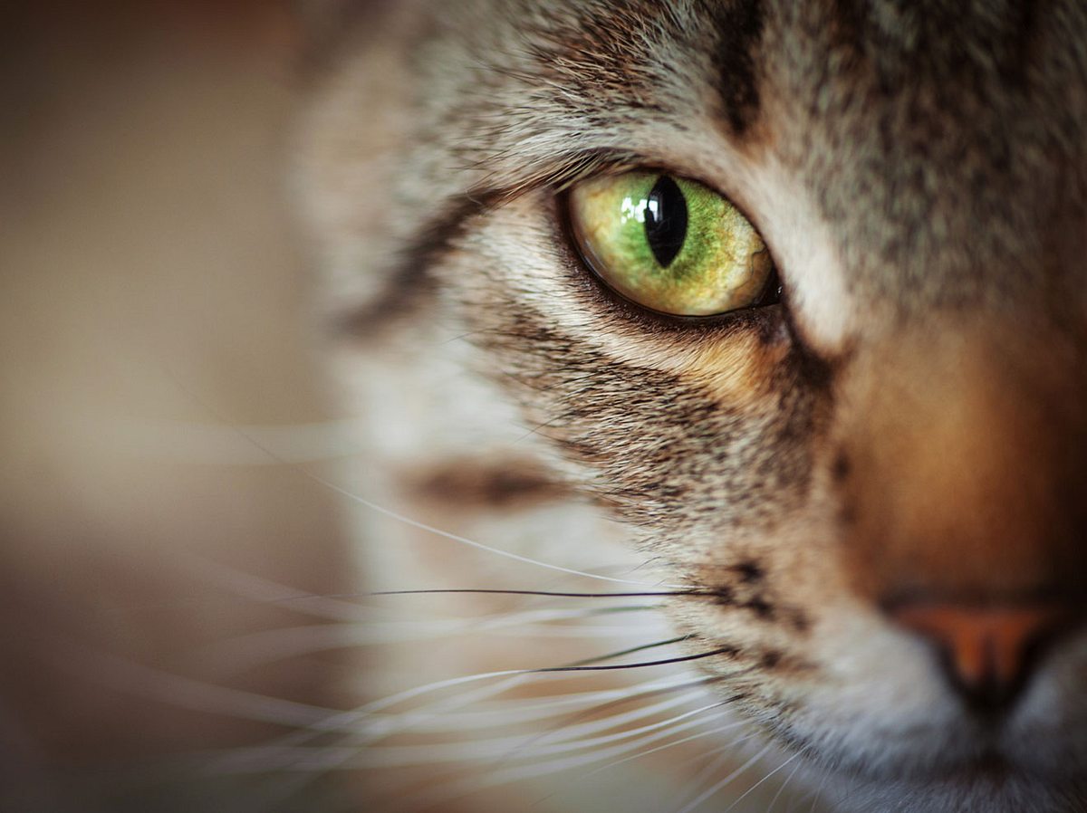 Das Geheimnis der Katzen und wie wir es verstehen