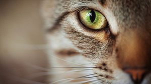 Das Geheimnis der Katzen und wie wir es verstehen - Foto: darkbird77 / iStock