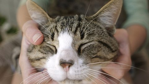 Symbolbild einer Katze. - Foto: LindaYolanda / iStock