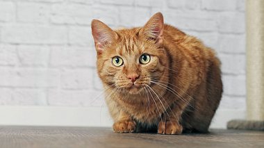 Auch Katzen können an Arthrose erkranken.  - Foto: Lightspruch / iStock
