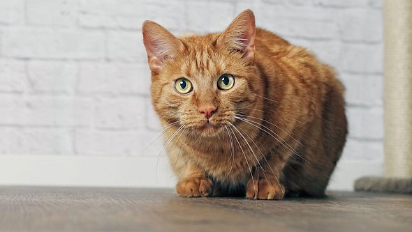 Auch Katzen können an Arthrose erkranken.  - Foto: Lightspruch / iStock