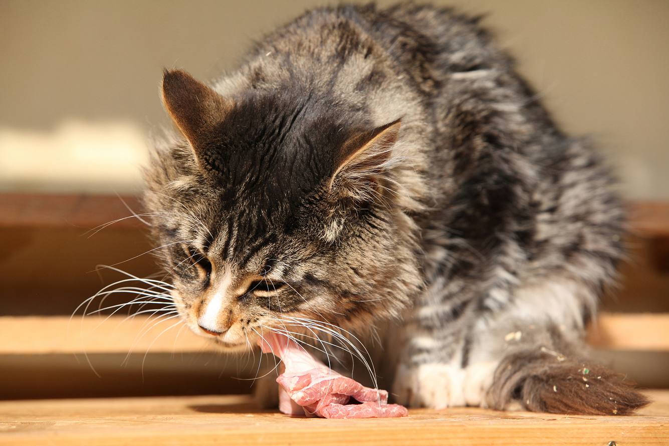 Eine Katze frisst ein Stück rohes Fleisch. 