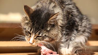 Eine Katze frisst ein Stück rohes Fleisch.  - Foto: Zuzule / iStock