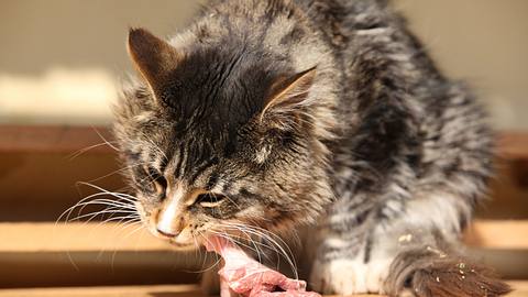 Eine Katze frisst ein Stück rohes Fleisch.  - Foto: Zuzule / iStock