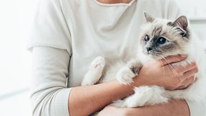 Katze Blasenentzündung  - Foto: cyano66/iStock