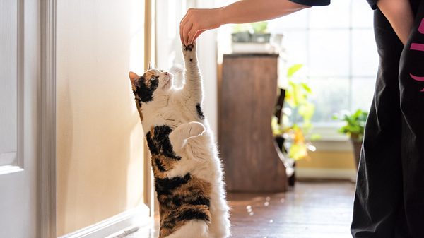 Katze sitzt auf den Hinterbeinen und gibt Pfötchen - Foto: iStock/ablokhin