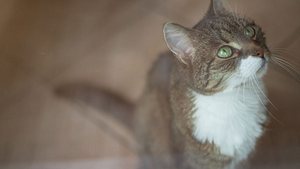 Katze guckt nach oben. - Foto: Christian Horz / iStock