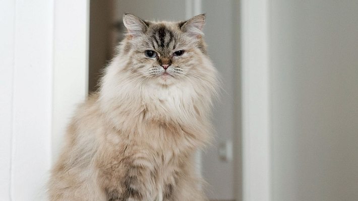 Katze sitzt in der Wohnung.