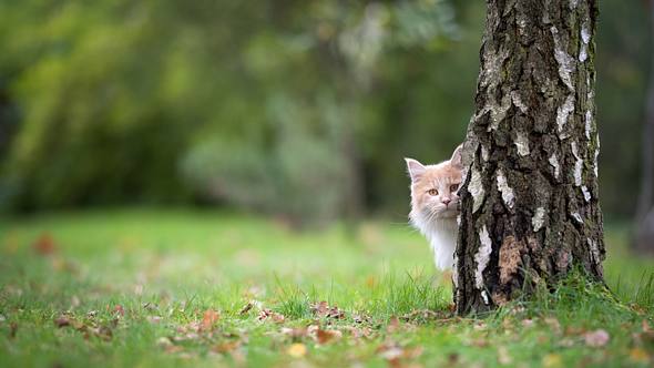 Katze versteckt sich hinter einem Baum - Foto: iStock / Nils Jacobi