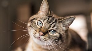 Die Farbe des Fells kann viel über den Charakter einer Katze verraten.  - Foto: Photography by Adri / iStock