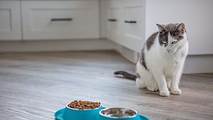 Katze frisst nicht - Foto: ChristopherBernard / iStock