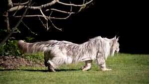 Eine Katze läuft im Garten. - Foto: iStock / Nils Jacobi