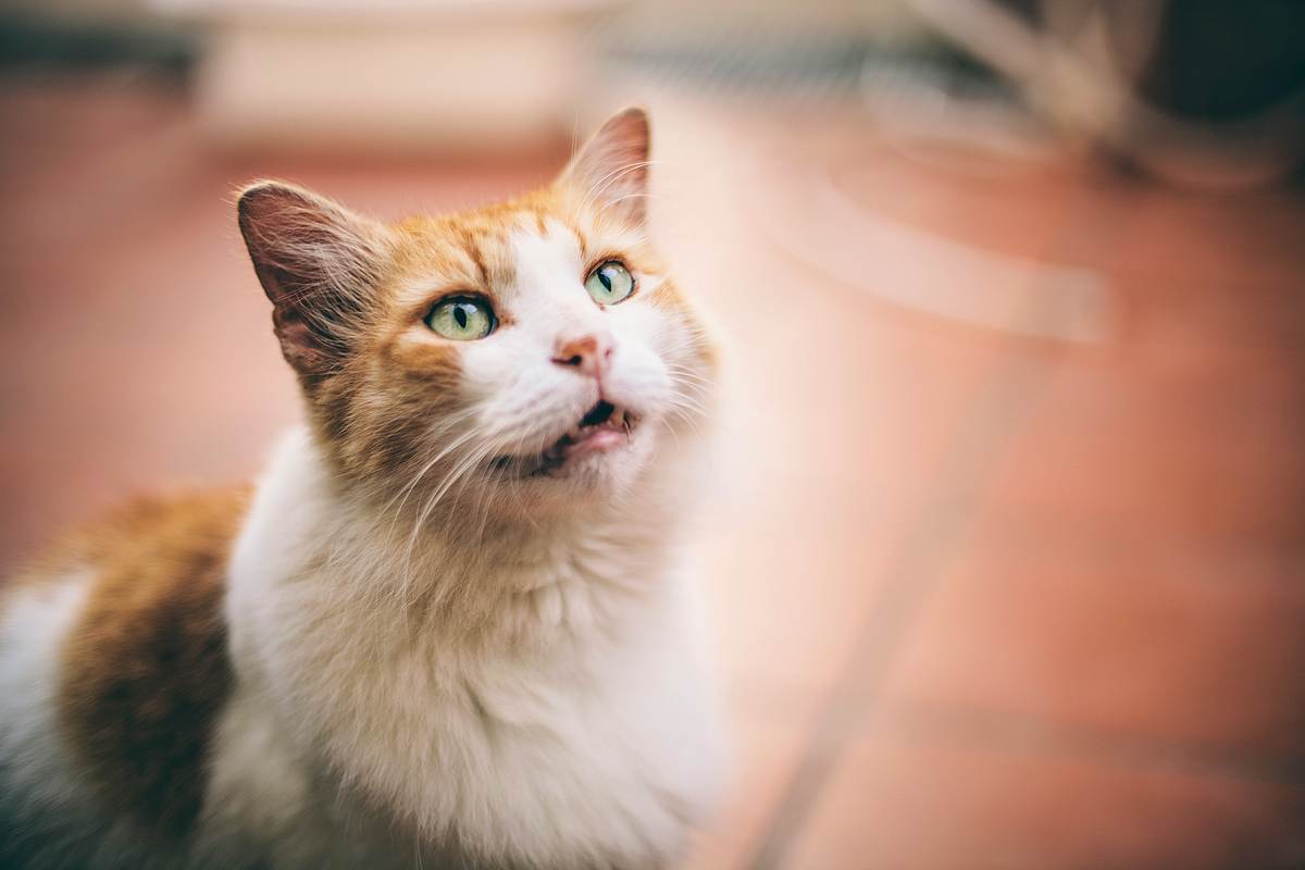 Katze sitzt mit leicht geöffnetem Maul auf einem Fliesenboden.