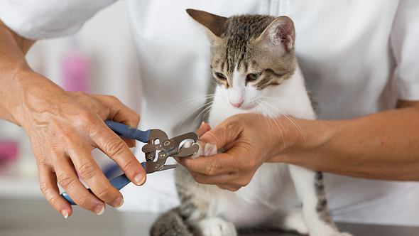 Wer die Krallen seiner Katze schneiden möchte, sollte sich auskennen. - Foto: iStock/fotoedu