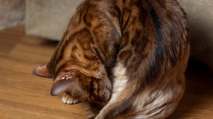 Wenn sich die Katze das Fell selbst entfernt, sollten Halter alarmiert sein. - Foto: iStock/Azovsky