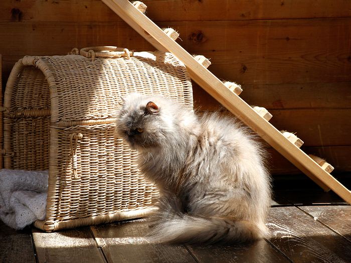 Gewichtsverlust und Haarausfall bei Katzenbehandlung