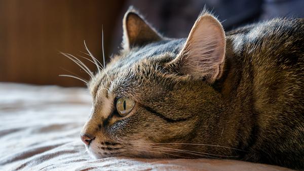 Katze liegt schlapp rum. - Foto: Eugene03/iStock