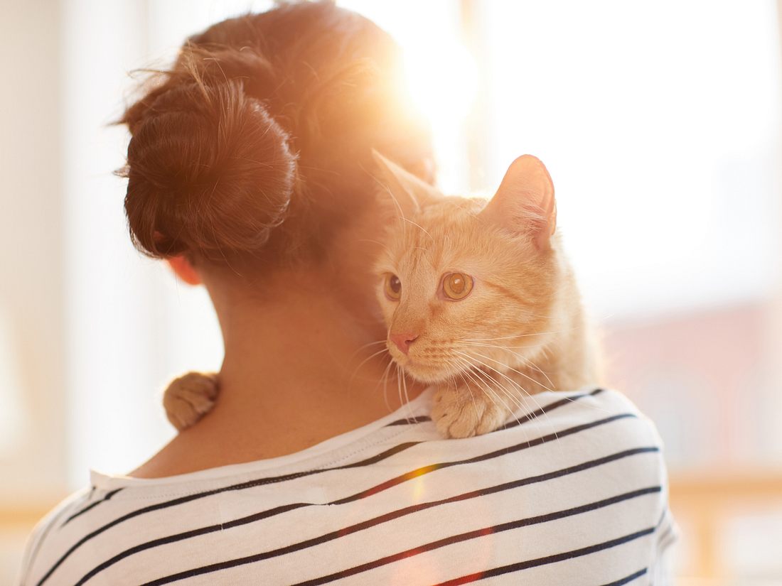 Katze mit Halterin Katze mit Halterin