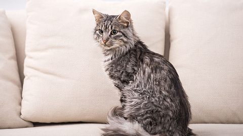 Eine Katze sitzt auf einem Sofa. - Foto: vadimguzhva / iStock
