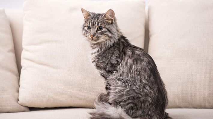 Eine Katze sitzt auf einem Sofa. - Foto: vadimguzhva / iStock