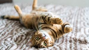 Katze rollig - Foto: Ingus Kruklitis / iStock