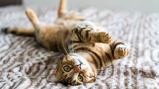 Katze rollig - Foto: Ingus Kruklitis / iStock