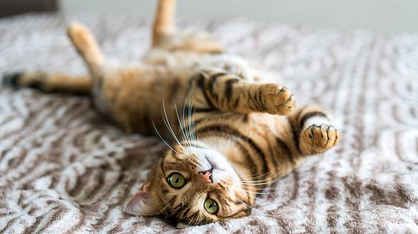 Katze rollig - Foto: Ingus Kruklitis / iStock