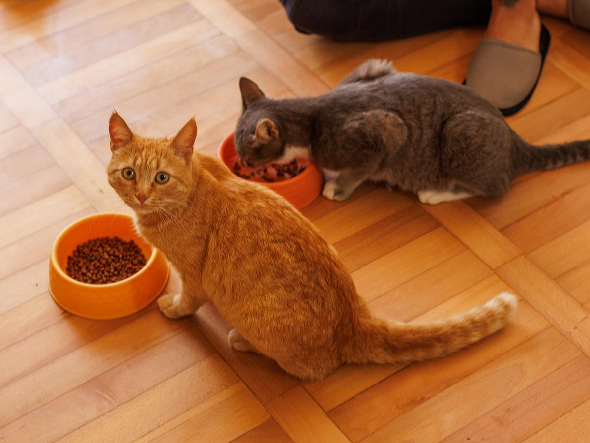 Lecker! Futter hat so manche Katze zum Fressen gern! Da sabbert sie auch schon mal vor Vorfreude