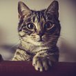 Welche Ursachen starkes Sabbern bei Katzen haben können.  - Foto: MonikaBatich / iStock