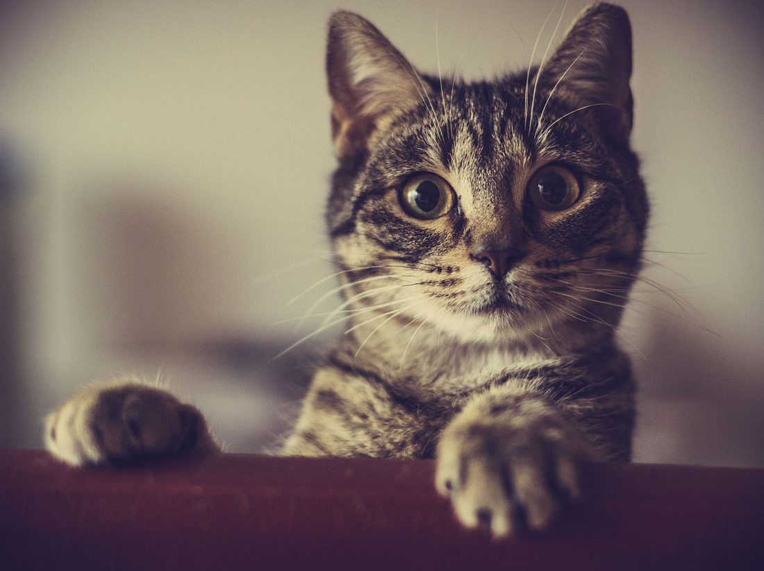 Welche Ursachen starkes Sabbern bei Katzen haben können. 
